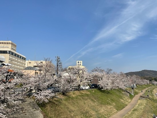 【今が見ごろの旭川さくら道】