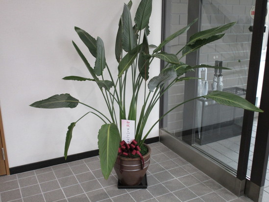 オープンに向けて華やかになってます