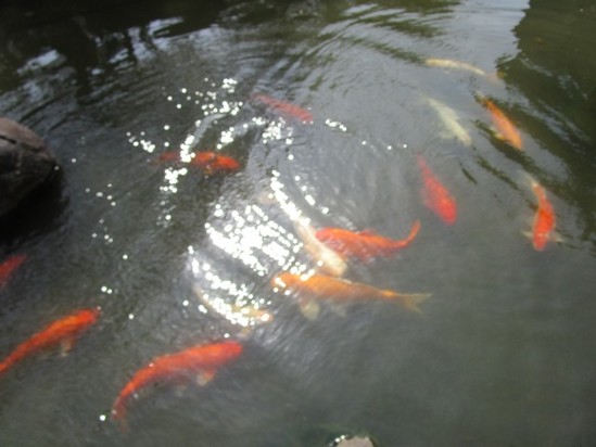 春らしくなってきました