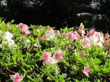 アルファリビング後楽園の庭の花