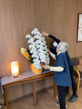 胡蝶蘭のお手入れに夢中です！