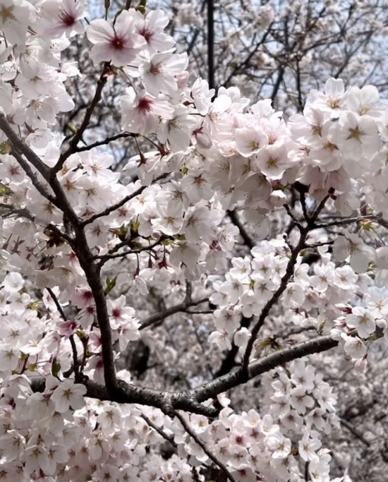 ★オンラインでお花見★