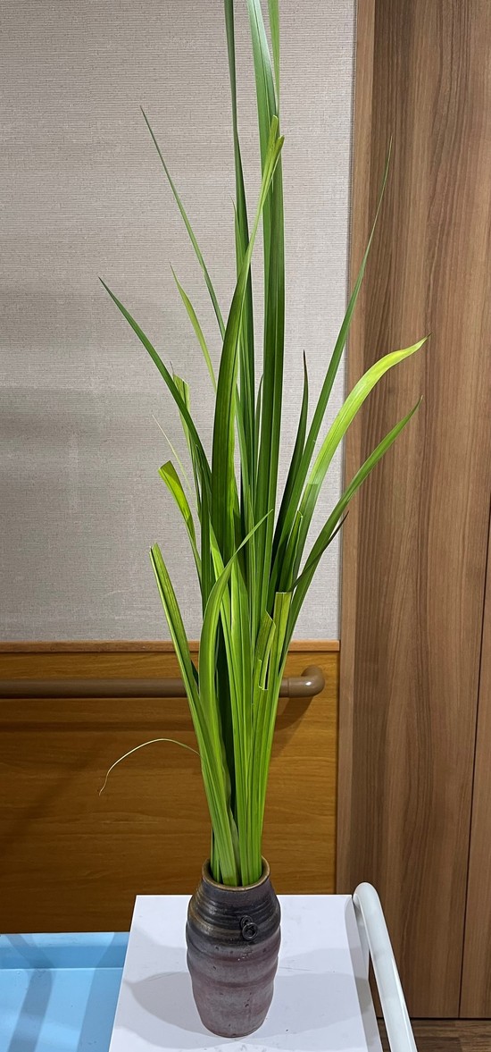 ★菖蒲湯で無病息災★