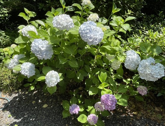 ★紫陽花を満喫★