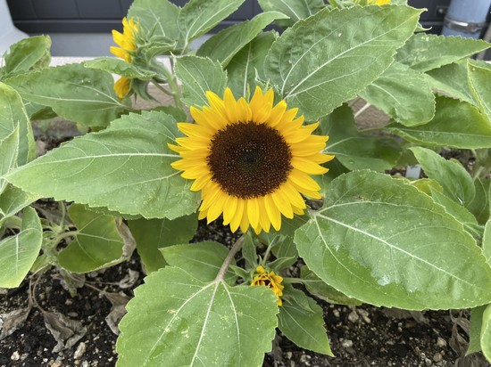 ★向日葵が咲きました★