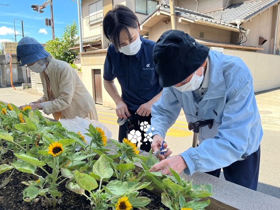 ★向日葵の剪定★