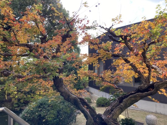 ☆庭園の色付き☆　　