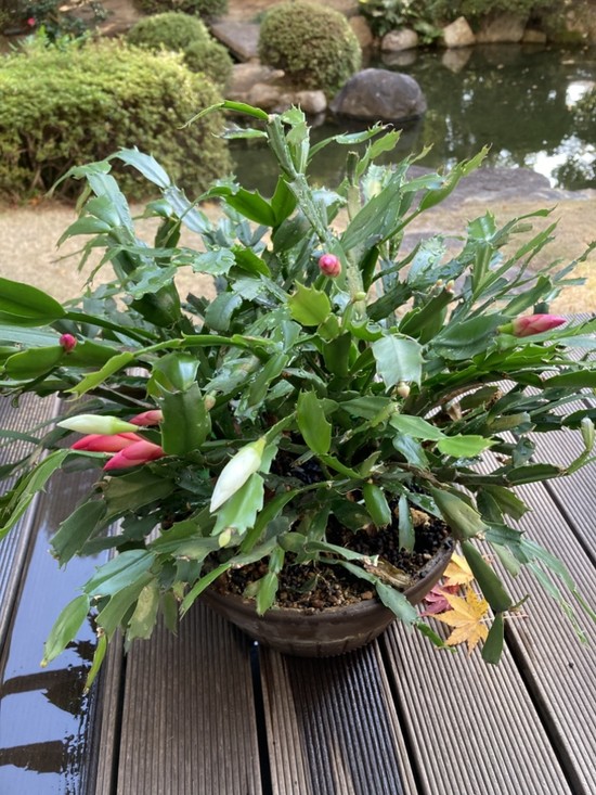 お食事の後の、小さな楽しみ♪