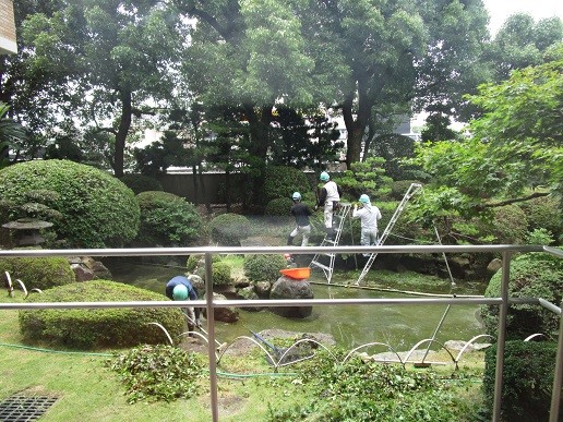 中庭には３０年の歴史ある鯉がいるんですよ