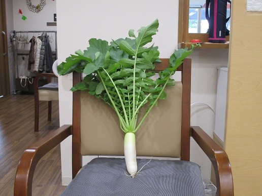 大根収穫！