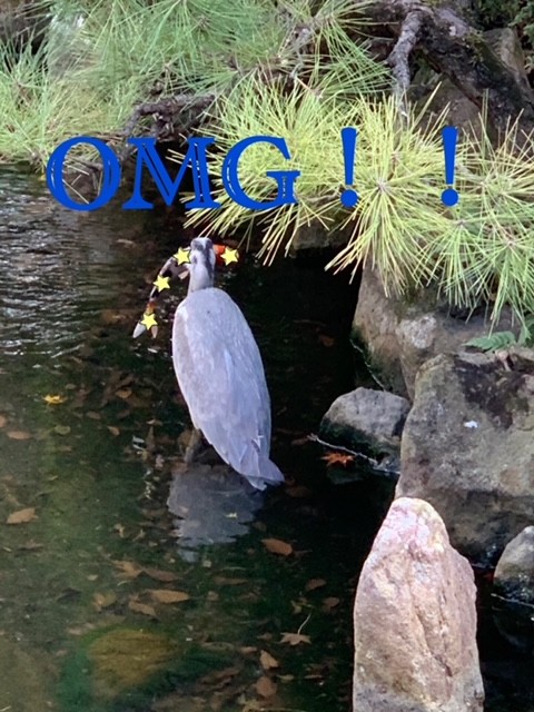 ★鯉泥棒現る！！★