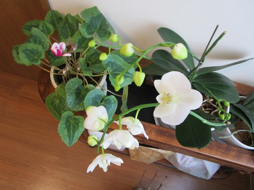 家族様からの・・・♪