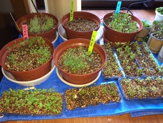 こんなん出ましたけどぉ(*^。^*)