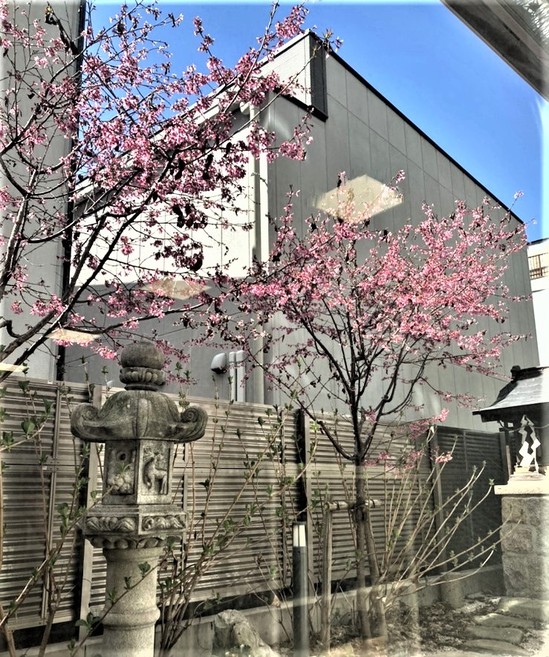 桜が咲いたよ❕