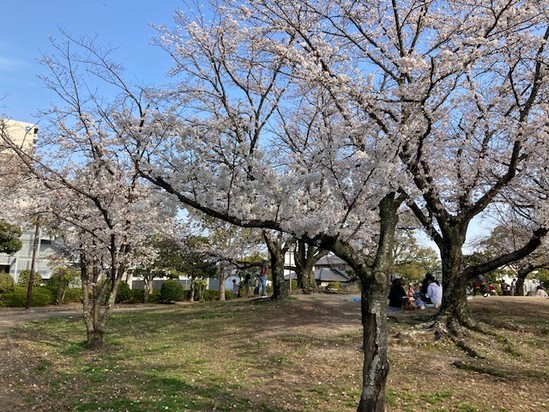 近隣の桜♪