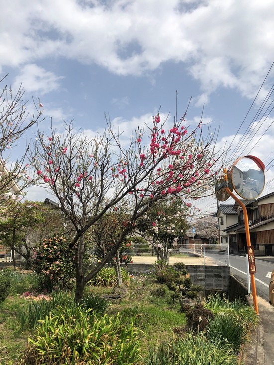 『3色の春爛漫』