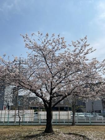 【野田近隣の桜②】