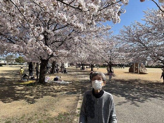 満開の桜の下で
