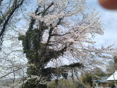 我が家でお花見を☆