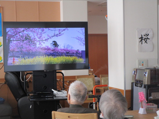 テレビでお花見