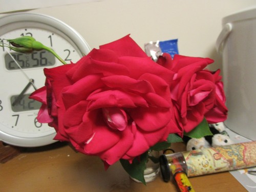 またまた綺麗な花発見　♥