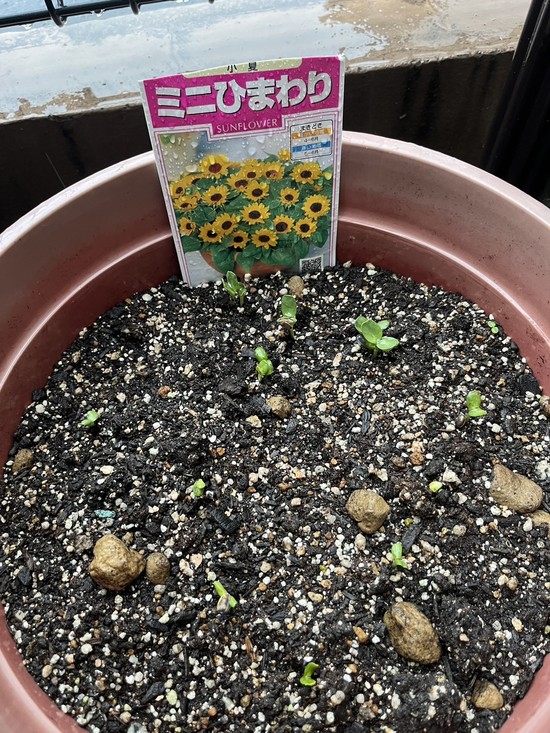 園芸レク～花の種まき編②～