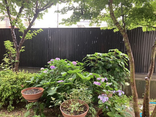 今日から６月(*^▽^*)