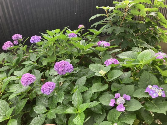 雨の後の・・・