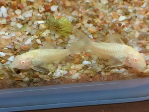 坊やぁ良い子だ　ネンネしなぁ～♪