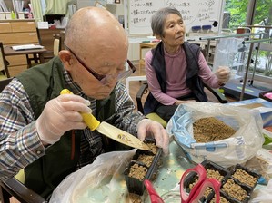 園芸レク～アジサイの挿し木編～ 