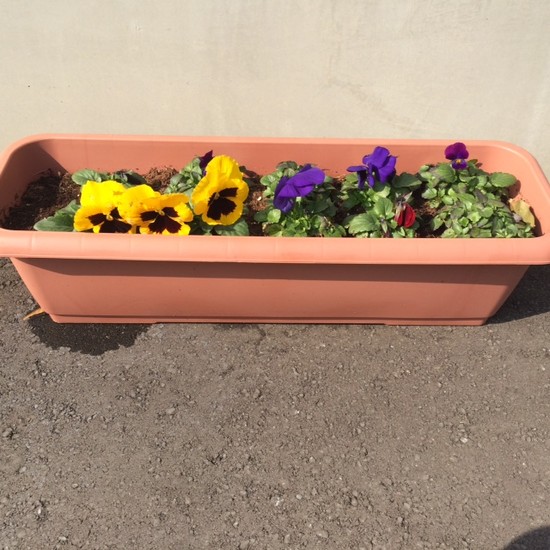 咲きました！！