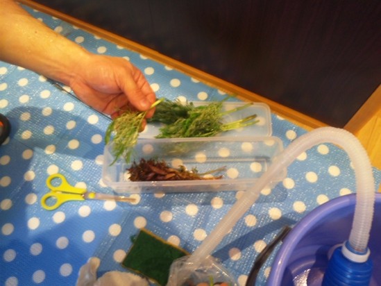 久しぶりの水槽・・・。