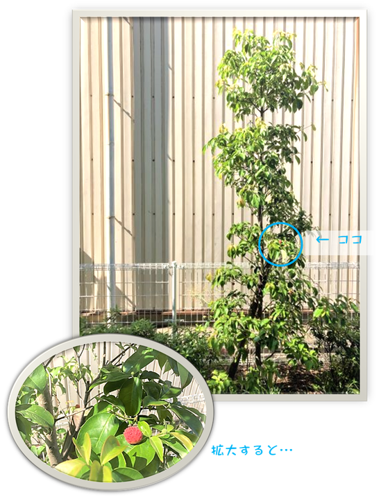 秋のヤマボウシ