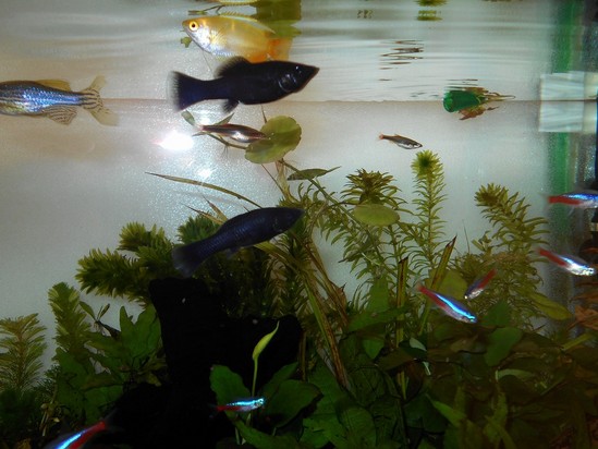 お魚さんたちのお食事