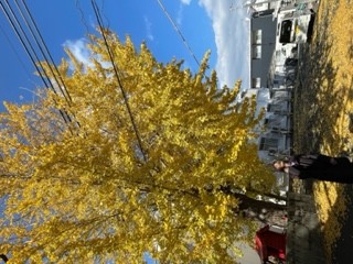 リハビリで出かけた際のイチョウの木
