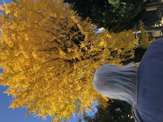 見頃のイチョウ