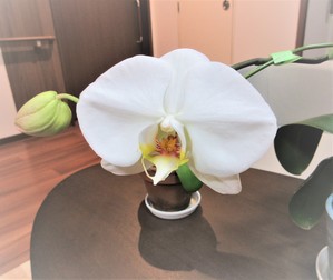 咲きました…！