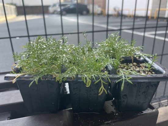 緑あふれるデイサービス