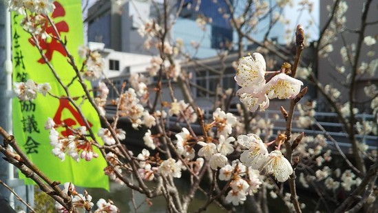 一足早い春の訪れ