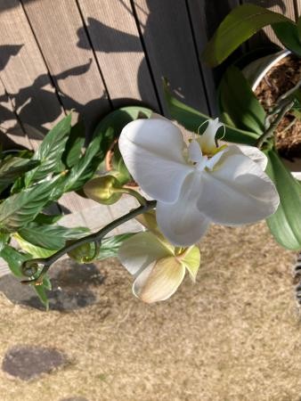 胡蝶蘭が咲きました！！