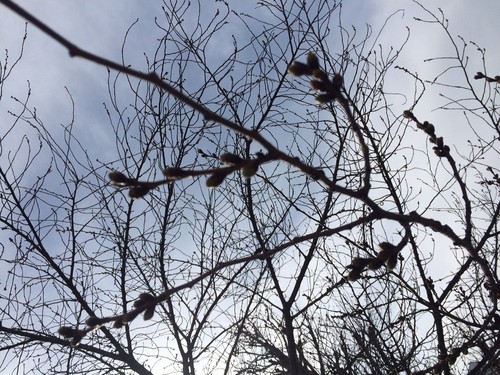 春の仕度　桜だより・一片