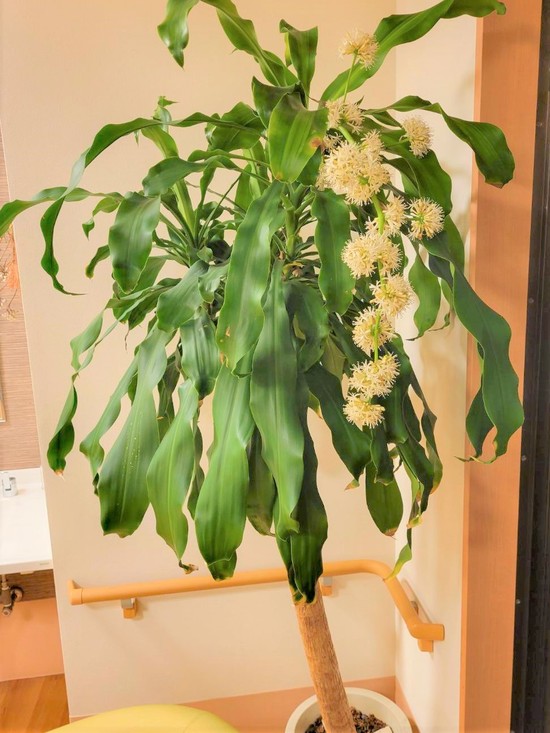 10年に一度の花