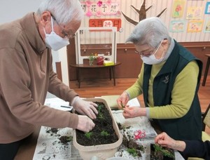 春の園芸作業～カモミールの植え替え・多肉植物の葉挿し～
