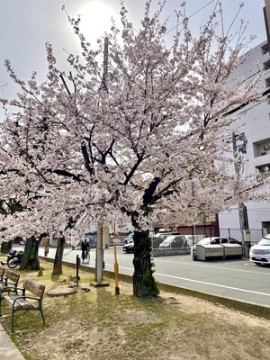 桜満開