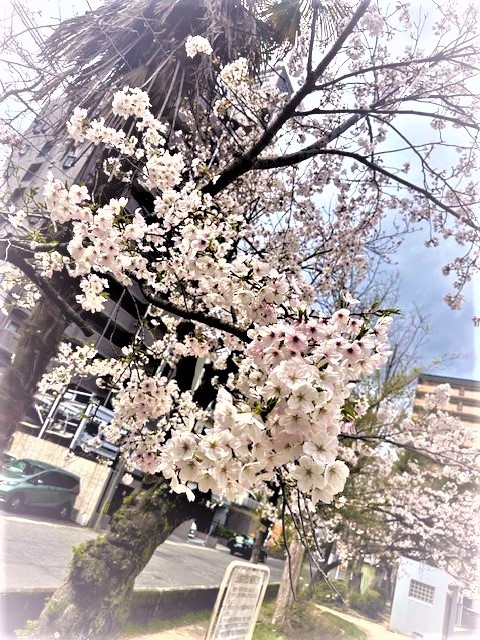 お花見したよ❕