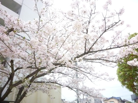 花見① ～幸町公園～