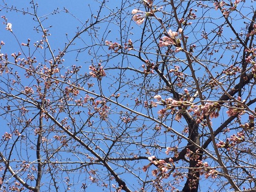 開花!?　桜だより・二片