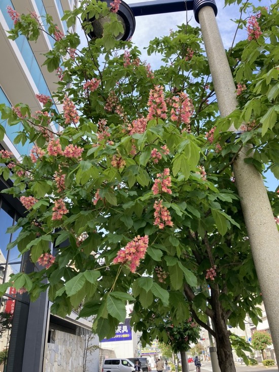 ベニバナトチノキ