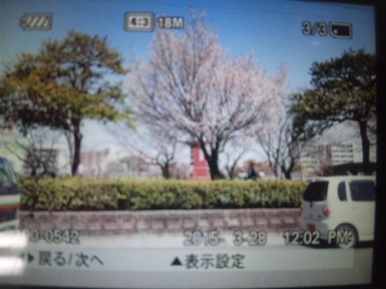 お花見ドライブ。