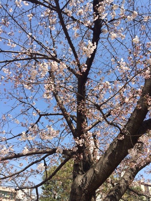 桜だより・三片